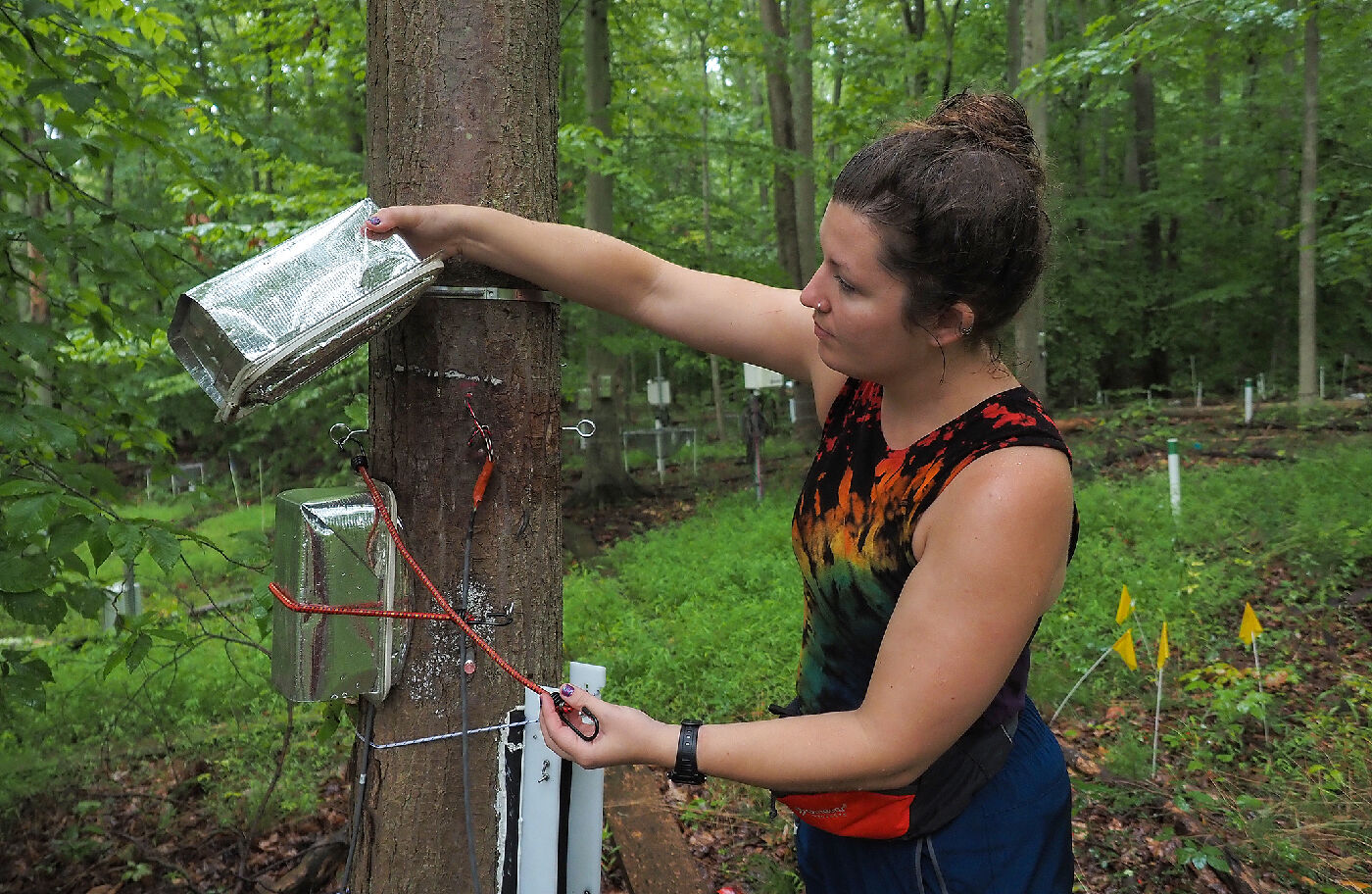 Ghost forest researcher Hopple